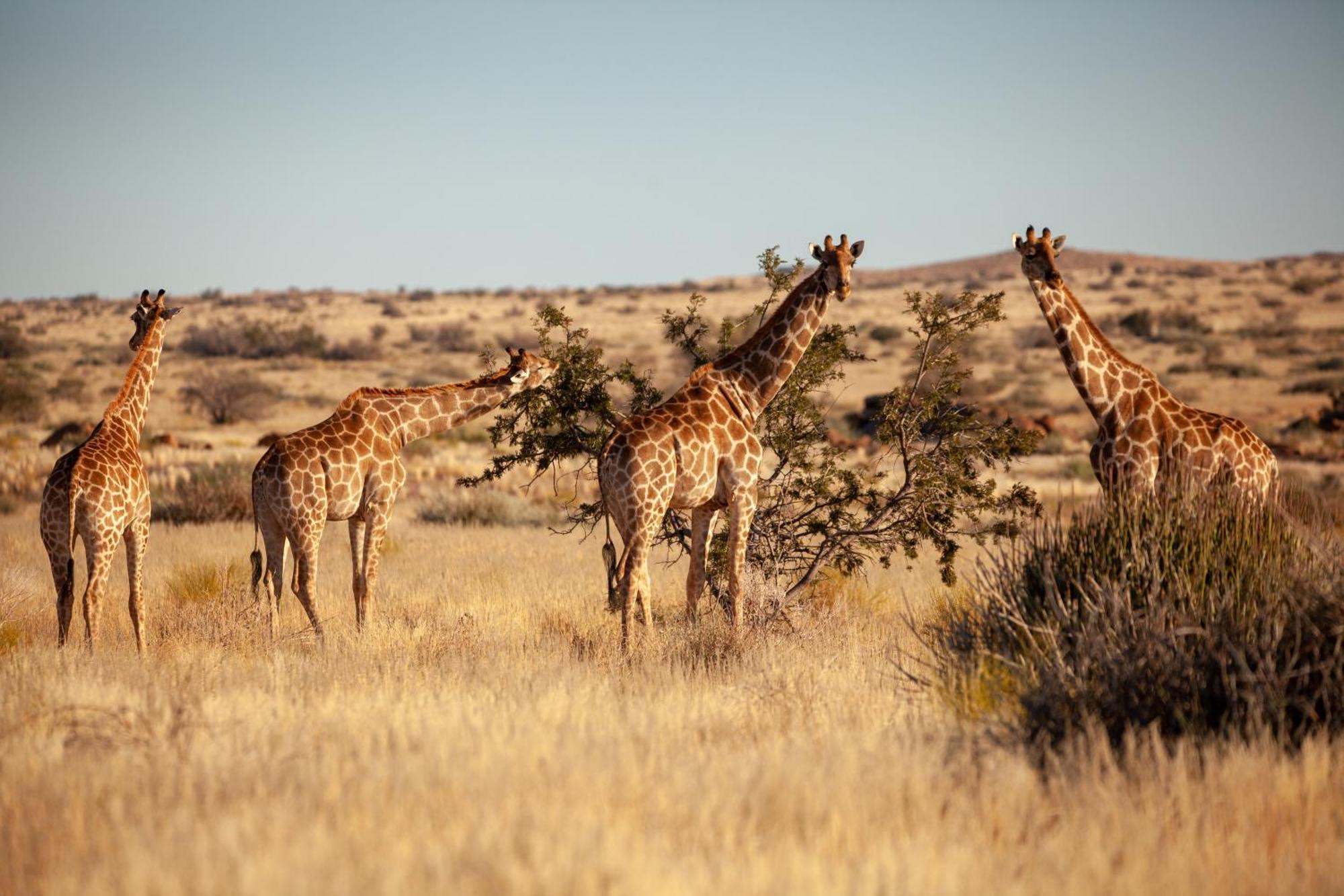 Sandfontein Lodge & Nature Reserve 外观 照片